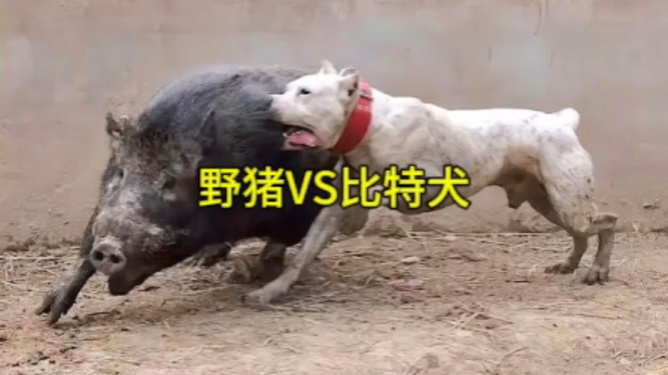 比特犬vs野猪视频直播，我盯着屏幕看了三小时，发现这事没那么简单